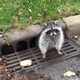 The raccoon courtesy of City of Zion Illinois Police Department’s Facebook